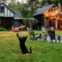 Aberto Design Cat 01 Negro